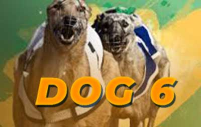 Dog 6